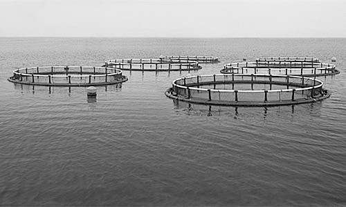 物聯網助力水產養殖進行智能化管理。