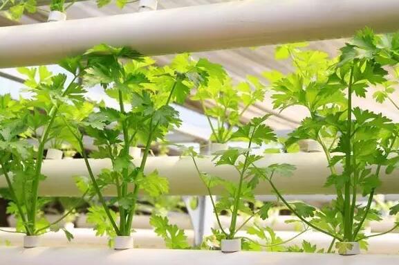 無土栽培技術 無土栽培技術